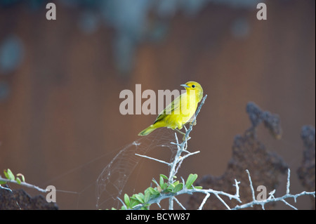 Schnäpperrohrsänger (Dendroica Petechia Aureola) Barsch auf Bush auf Vorderseite des rostigen Eisen drum Punta Albemarle Isabela Galapagos Stockfoto