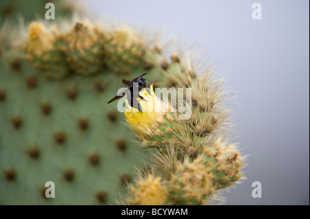 Galapagos Holzbiene (Xylocopa Darwini) auf Opuntia Blume Punta Albemarle Isabela Galapagos Ecuador Pazifischen Ozean Mai Stockfoto