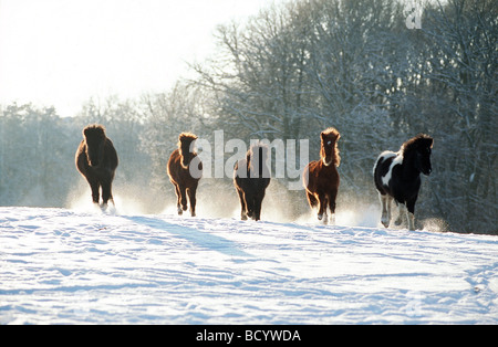Isländisches Pferd. Fünf Erwachsene, die auf Schnee kastillieren Stockfoto