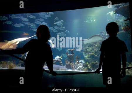 Junge Menschen sehen Fische und Haie in einem Aquarium in der Tiefe Aquarium in Hull, Vereinigtes Königreich. Stockfoto