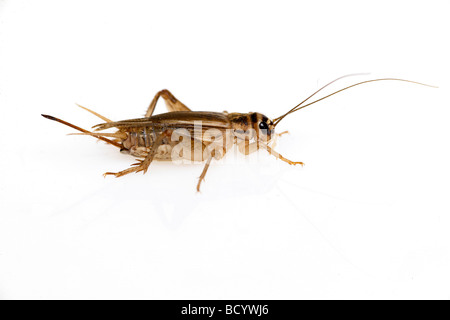 House Cricket, Domestic Cricket, Domestic Grey Cricket (Acheta domestica). Erwachsene auf weißem Hintergrund Stockfoto