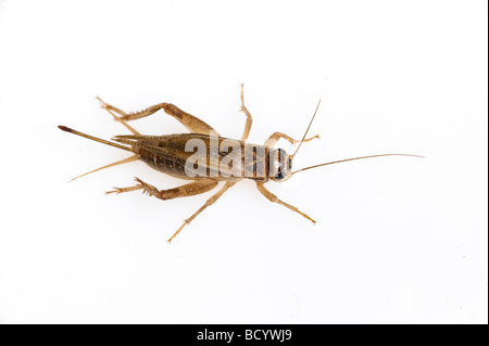 House Cricket, Domestic Cricket, Domestic Grey Cricket (Acheta domestica). Erwachsene auf weißem Hintergrund Stockfoto