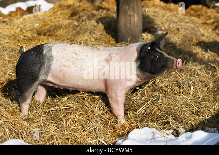 Hausschwein (Sus scrofa domestica), Rasse: Schwabenhallsattel im Strohhalm Stockfoto