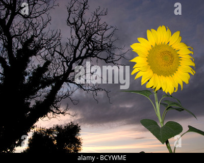 Sonnenblume gegen einen Sonnenuntergang, Dordogne, Frankreich Stockfoto