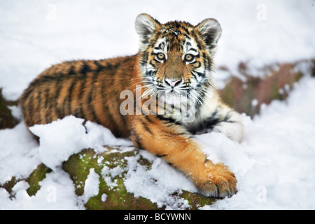 junge Tiger / Panthera Tigris Stockfoto