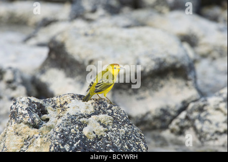 Schnäpperrohrsänger (Dendroica Petechia Aureola) kann Darwin Bay Genovesa Galapagos Ecuador Pazifik Mittelamerika Stockfoto