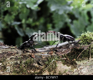 Europäischer Hirschkäfer (Lucanus cervus). Zwei Männer ringen um Frauen Stockfoto
