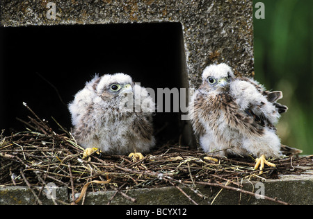 Krestel, gemeinsame Krestel / Falco Tinnunculus Stockfoto