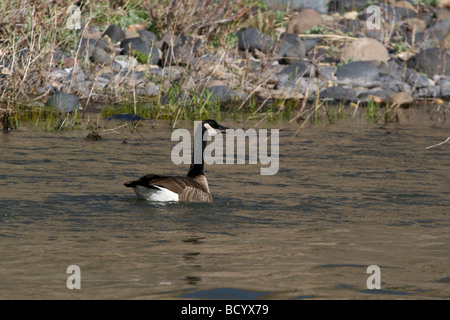 Eine kanadische Gans Branta Canadensi migriert in die wilde und malerische OWYHEE RIVER im Frühjahr jeden Jahres Ost-OREGON Stockfoto