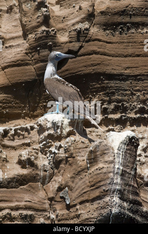 Cliff Face mit blau-footed Sprengfallen (Sula Nebouxii Excisa) thront Punta Vicente Roca Isabela Galapagos Ecuador Pazifik Stockfoto