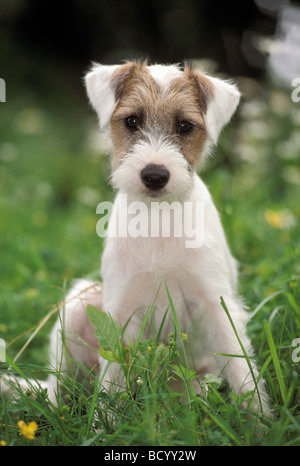 junger Hund - Welpe Sittingon Wiese Stockfoto