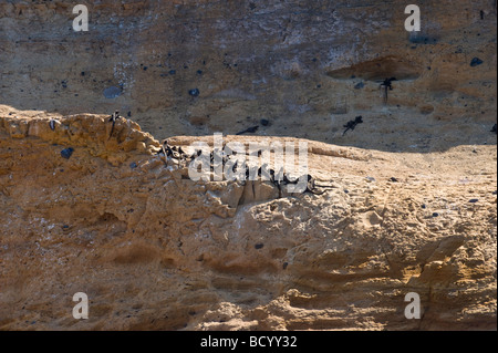 Meerechsen (Amblyrhynchus Cristatus) sonnen sich auf Klippen von Punta Vicente Roca Isabela Galapagos Ecuador Pazifik Stockfoto