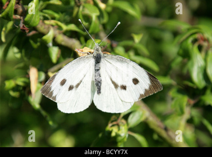 Großen weißen Schmetterling oder Kohl White Butterfly, Pieris Brassicae, Pieridae, Lepidoptera. Weiblich Stockfoto