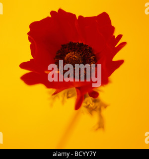 lebendige Stillleben mit einer Anemone Coronaria Mohn Anemone Kunstfotografie Jane Ann Butler Fotografie JABP302 Stockfoto