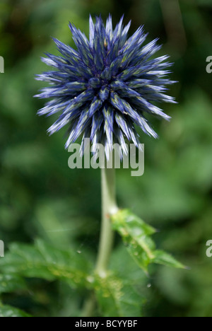 Echinops Ritro. Stockfoto