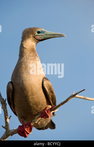 Red-footed Sprengfallen (Sula Sula) braune Morph thront auf Zweig El Barranco Prinz Philips Schritte Genovesa Galapagos Ecuador Stockfoto