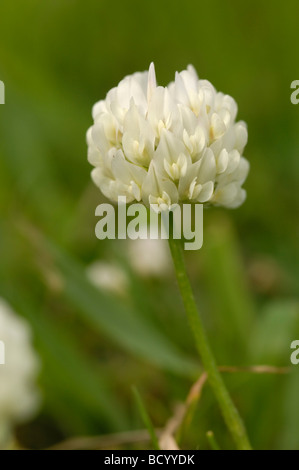 Weiß-Klee, (Niederländisch Klee), Trifolium Repens, Wildblumen, Flotte Tal, Dumfries & Galloway, Schottland Stockfoto