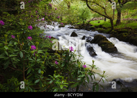 Rododendrons in der Blume neben dem Fluss Colwyn in der Nähe von Beddgelert, Snowdonia-Nationalpark, Wales Stockfoto