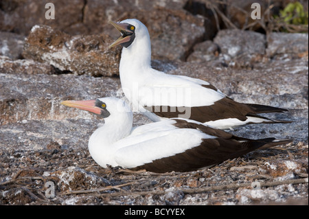 Maskierte Sprengfallen (Sula Dactylatra Granti) El Barranco Prinz Philips Schritte Genovesa Galapagos Ecuador Pazifischen Ozean Stockfoto