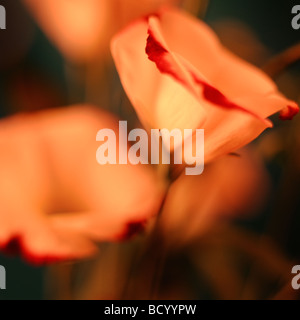 Still-Leben Lisianthus feine Kunstfotografie Jane Ann Butler Fotografie JABP294 Stockfoto