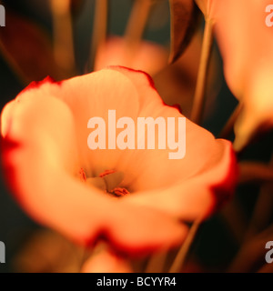 Still-Leben Lisianthus feine Kunstfotografie Jane Ann Butler Fotografie JABP293 Stockfoto