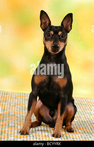 Miniatur Pinscher (Canis Lupus familiaris), sitzend. Stockfoto