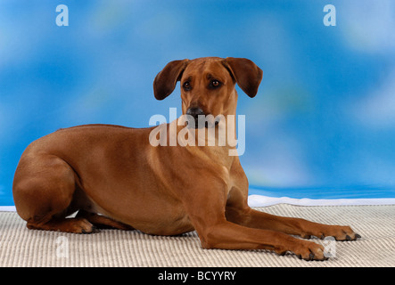 Rhodesian Ridgeback. Liegender ausgewachsener Hund als Ausschnitt vor blauem Hintergrund Stockfoto