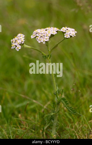 Schafgarbe, Achillea Millefolium, Wildblumen, Flotte Tal, Dumfries & Galloway, Schottland Stockfoto