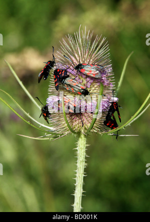 Sechs Spot Burnet Motten, Zygaena Filipendulae, Zygaenidae, Lepidoptera. Paarung auf eine Karde Blüte Stockfoto