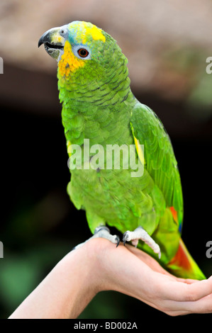 Gelbe geschultert Amazon Parrot thront auf Seite Stockfoto