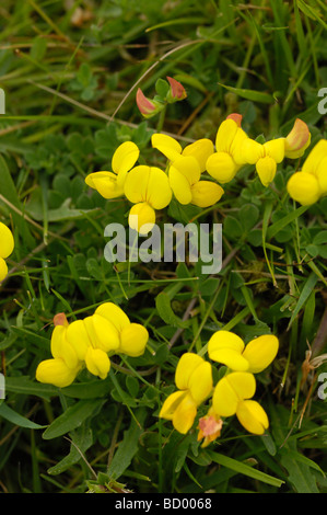 Gemeinsamen Vogels-Fuß-Kleeblatt, Lotus Corniculatus, Wildblumen, Flotte Tal, Dumfries & Galloway, Schottland Stockfoto