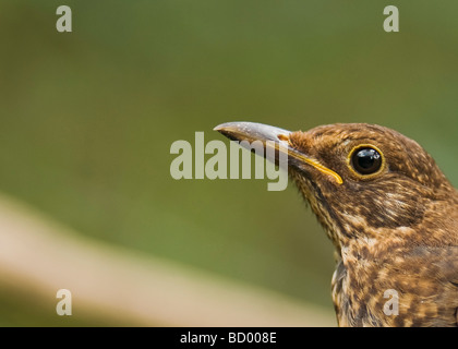 Blackbird "Turdus Marula" auf Ast. Stockfoto