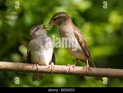 Junge Haussperling Passer Domesticus von der übergeordneten Vogel auf einem Ast gefüttert. Stockfoto