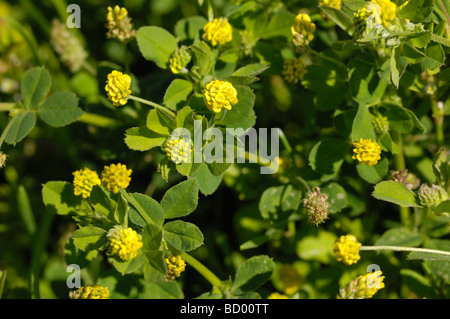 Black Medick, Medicago Lupulina, Wildblumen Solway Küste in der Nähe von Knockbrex, Dumfries & Galloway, Schottland Stockfoto