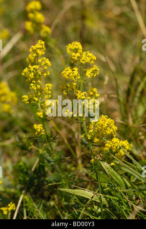 Lady's Labkraut, Galium Verum, Wildblumen Solway Küste in der Nähe von Knockbrex, Dumfries & Galloway, Schottland Stockfoto