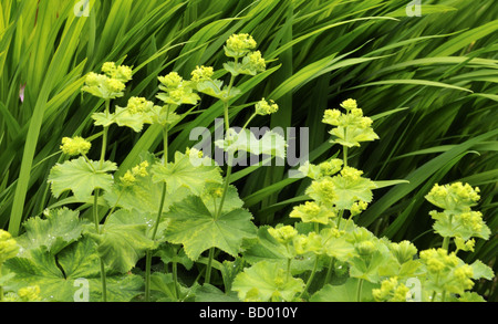 Alchemilla Mollis Frauenmantel im Frühjahr Stockfoto