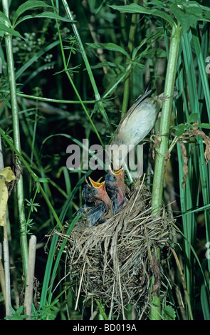 Marsh Warbler Acrocephalus Palustris Erwachsenen am Nest mit jungen Dersbach Schweiz June1995 Stockfoto