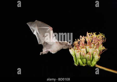 Mexikanische lange genutet Bat Choeronycteris Mexicana Erwachsene im Flug in der Nacht Fütterung auf Agave Blüte Agave Spp Tucson Arizona USA Stockfoto