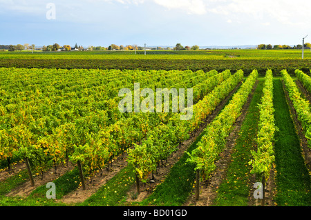 Reihen von jungen Reben wachsen in Niagara Halbinsel Weinberg Stockfoto