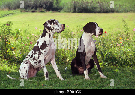 zwei Deutsche Doggen / Deutsche Dogge - sitzen auf der Wiese Stockfoto