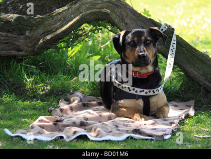 Ein Hund wartet geduldig auf seine Decke, im Schatten eines Baumes. Stockfoto