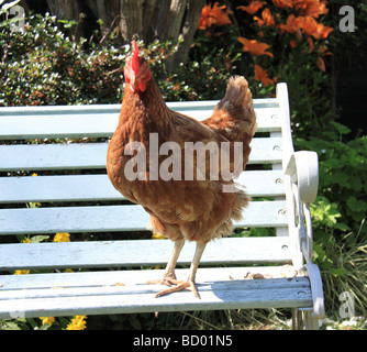 Hybrid Huhn stehend auf einer Gartenbank Stockfoto