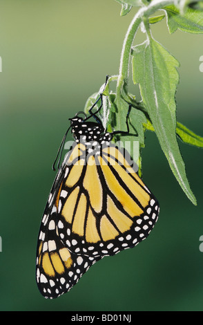 Monarch Danaus Plexippus Erwachsene entsprang neu Puppe Willacy County Rio Grande Valley, Texas USA April 2004 Stockfoto