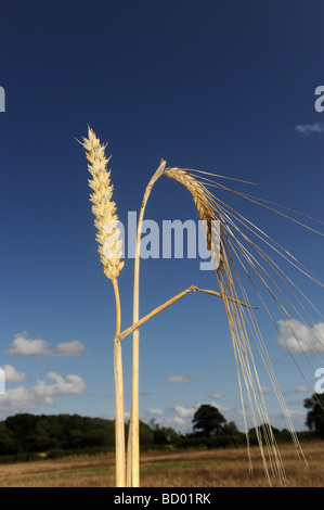 Recht der Gerste und Weizen Reifung vor blauem Himmel Stockfoto