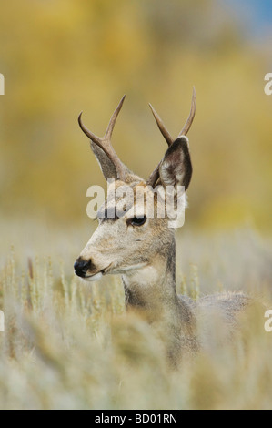 Mule Deer schwarz-angebundene Rotwild Odocoileus Hemionus Bock mit Espe Bäume im Hintergrund im Fallcolors Grand Teton NP Wyoming Stockfoto