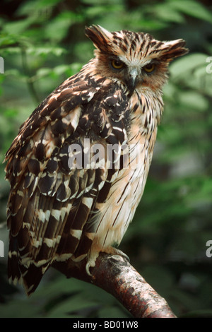 Bubo Ketupu, Ketupu (Bubo Ketupu, Ketupa Ketupu), die auf einem Zweig thront Stockfoto
