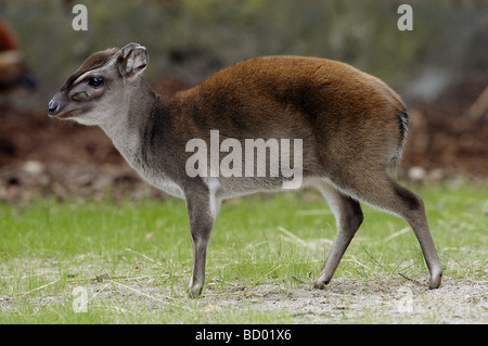 blauer Duiker auf Wiese Stockfoto