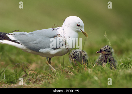 Gemeine Möwe, Mew Möwe (Larus canus). Eltern mit zwei Küken auf der Wiese Stockfoto