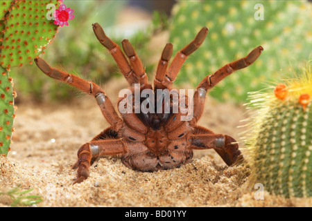 Vogel Essen Spinne / Tarantel - bedrohlichen Stockfoto