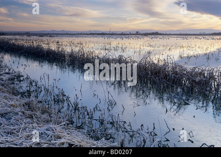 Sonnenaufgang über dem Feuchtgebiet mit Schneegänse Bosque del Apache National Wildlife Refuge Socorro New-Mexico-USA Stockfoto